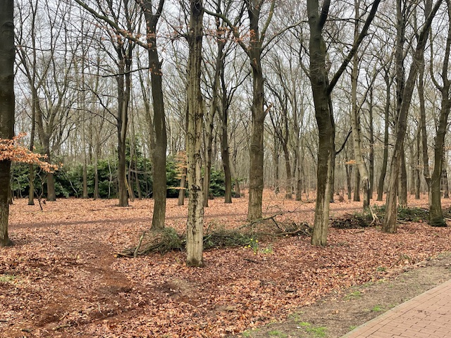 Omgeving bos, Paterslaan 5A Rosmalen